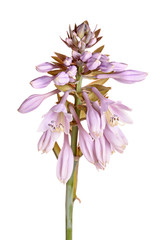 Stem with purple flowers of a hosta