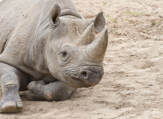 White rhino on soil