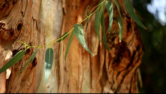 Eucalyptus leaves over blured tree background