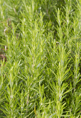 Obraz premium Rosemary Herb, Rosmarinus officinalis