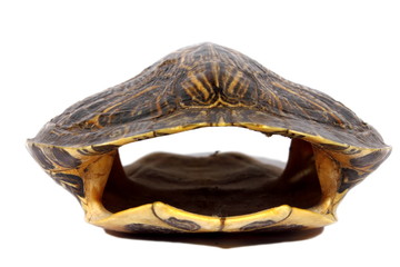 Fototapeta premium Turtle Shell