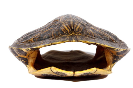 Turtle Shell