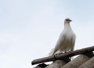 White dove