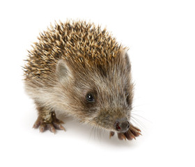 hedgehog isolated