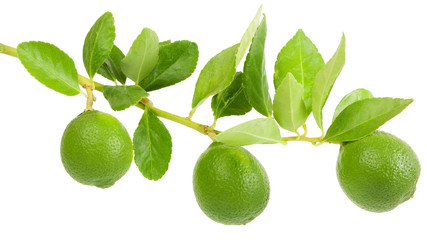 Lime