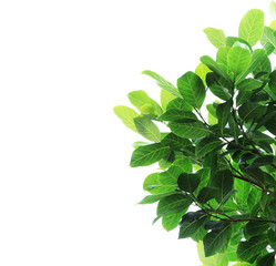 green leaves on white background