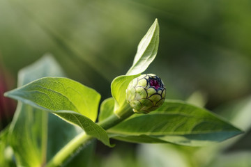 Summer Explosive Flower on Plant Background