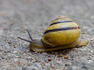 Snail's pace