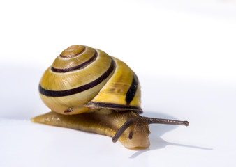 Snail on white background