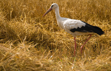 white stork