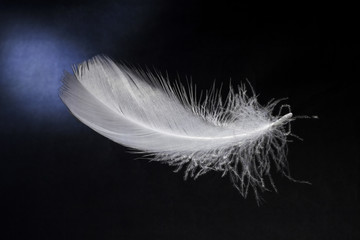 Obraz premium White feathers