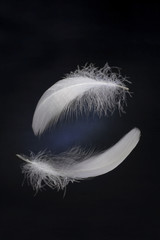 Obraz premium white feather