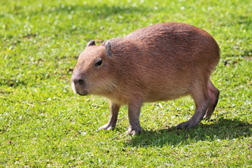 Capybara