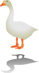 goose isolated