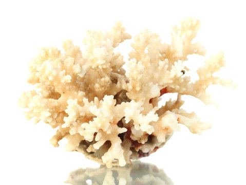 Sea Coral Isolated On White Background