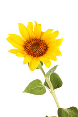 beautiful sunflower, isolated on white