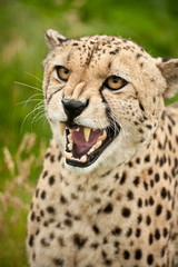 Cheetah Acinonyx Jubatus Big Cat