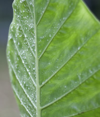 closeup with green leaf