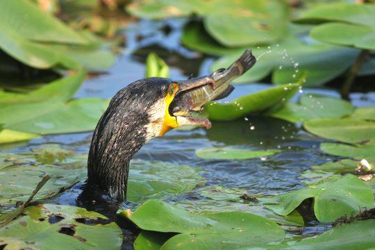 cormoran