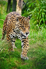 Fototapeta na wymiar Oszałamiająca jaguar Panthera Onca Prowling przez wysoką trawę