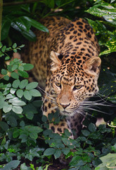 Beautiful leopard Panthera Pardus big cat amongst foliage