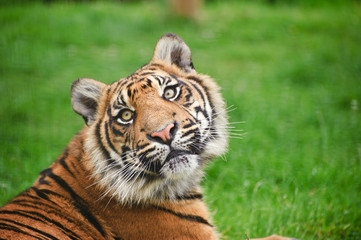 Portrait of Sumatran Tiger Panthera Tigris Sumatrae big cat