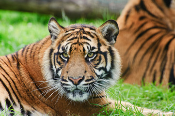 Portrait of Sumatran Tiger Panthera Tigris Sumatrae big cat