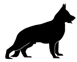 Deutscher Schäferhund stehend schwarz