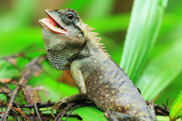 Lizard Thailand discover