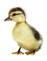 Duckling young baby duck