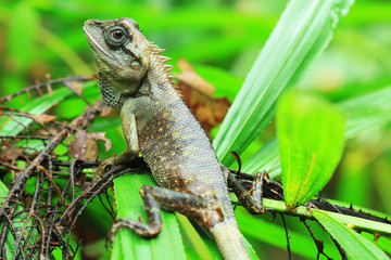 Lizard Thailand discover