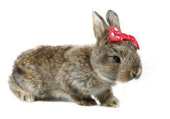 Gray rabbit bunny baby with red bow tie
