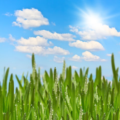 Fototapeta premium Green Meadow in sunny summer day