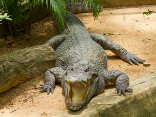 Crocodile resting in the sun