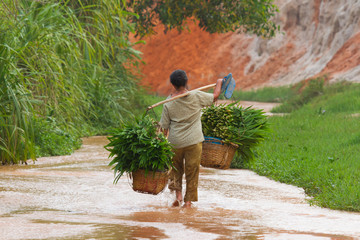 A Vietnamese farmer (woman) carrying lemongrass - obrazy, fototapety, plakaty
