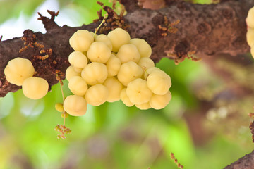 star gooseberry on tree