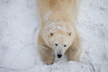 Fototapeta premium white bear
