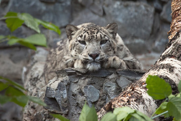 snow leopard