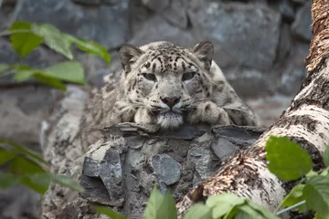 Dekokissen snow leopard © Alexander Zhiltsov