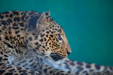 Foto auf Acrylglas Leopard © Galyna Andrushko