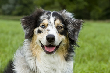Australian Shepherd