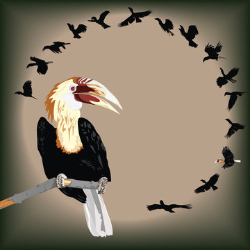 Illustration of Walden's Hornbill - endangered bird species