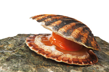 Isolated on white alive scallop