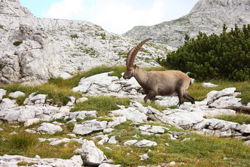 Alpensteinbock (Capra ibex)