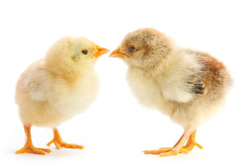 Two baby chicken