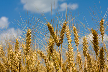 Wheat