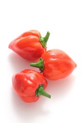 Habanero chilli