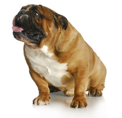 english bulldog