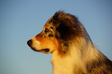 Australian Shepherd