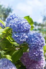 Blue hydrangea flowers